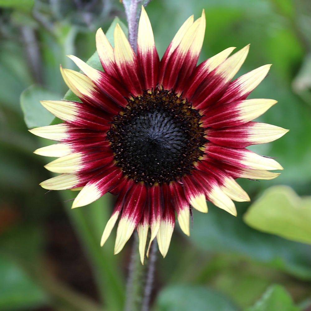 <i>Helianthus annuus</i> 'Ms Mars'