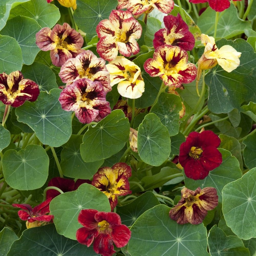 nasturtium (syn. Tropaeolum minus Bloody Mary)