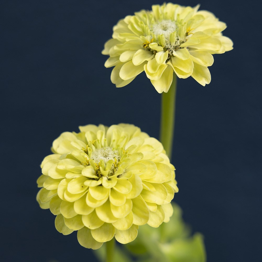 <i>Zinnia elegans</i> 'Envy'