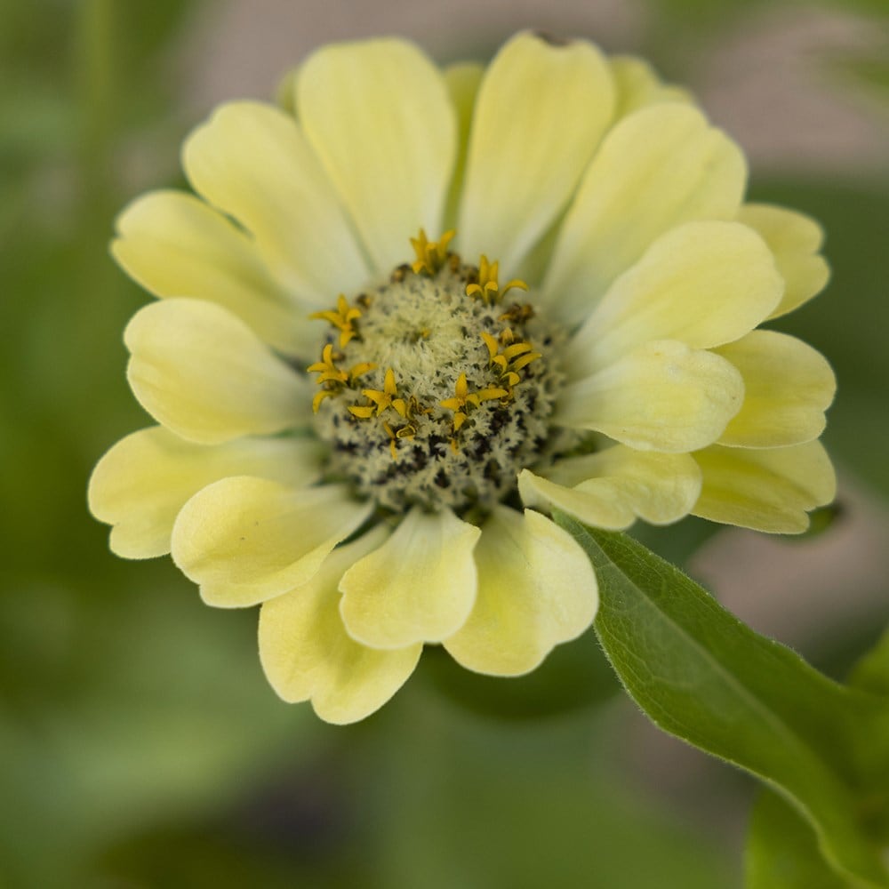 <i>Zinnia elegans</i> 'Envy'
