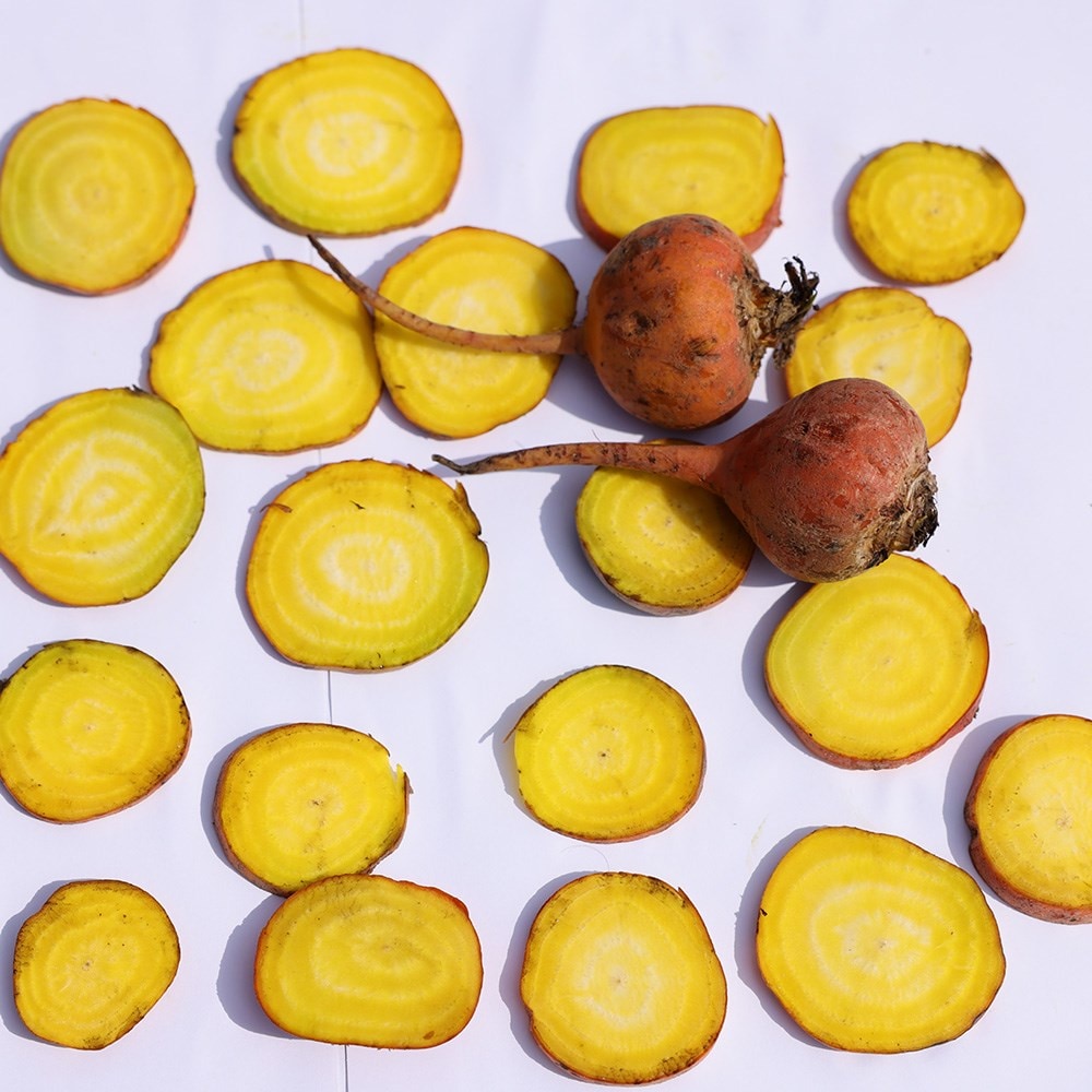 beetroot 'Boldor' F1
