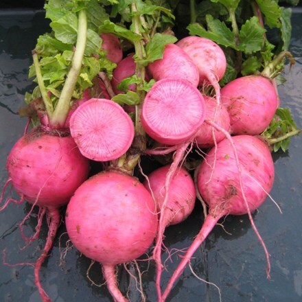 Picture of radish Redmoon