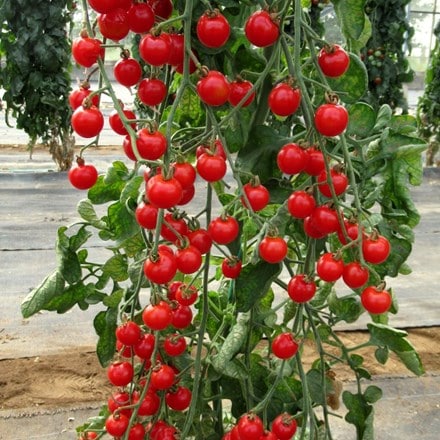 tomato Bite Size