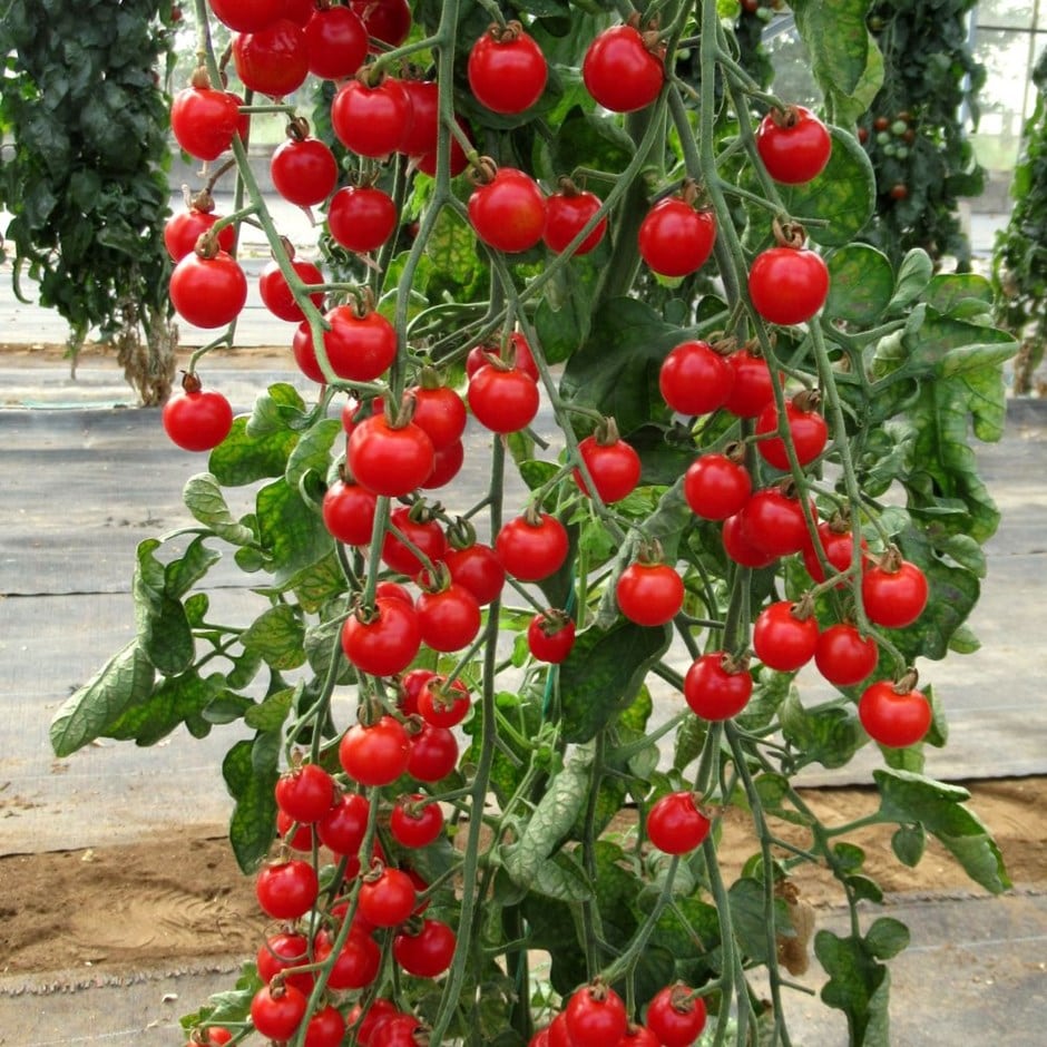 cherry tomato or Solanum lycopersicum 'Bite Size'