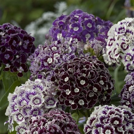 Dianthus barbatus Hollandia Purple Crown