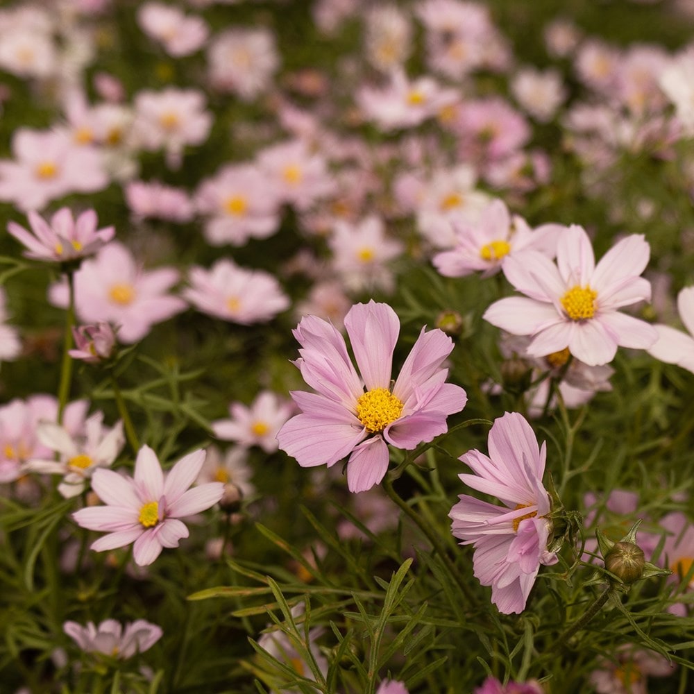 <i>Cosmos bipinnatus</i> 'Cosimo Collarette' (Cosimo Series)