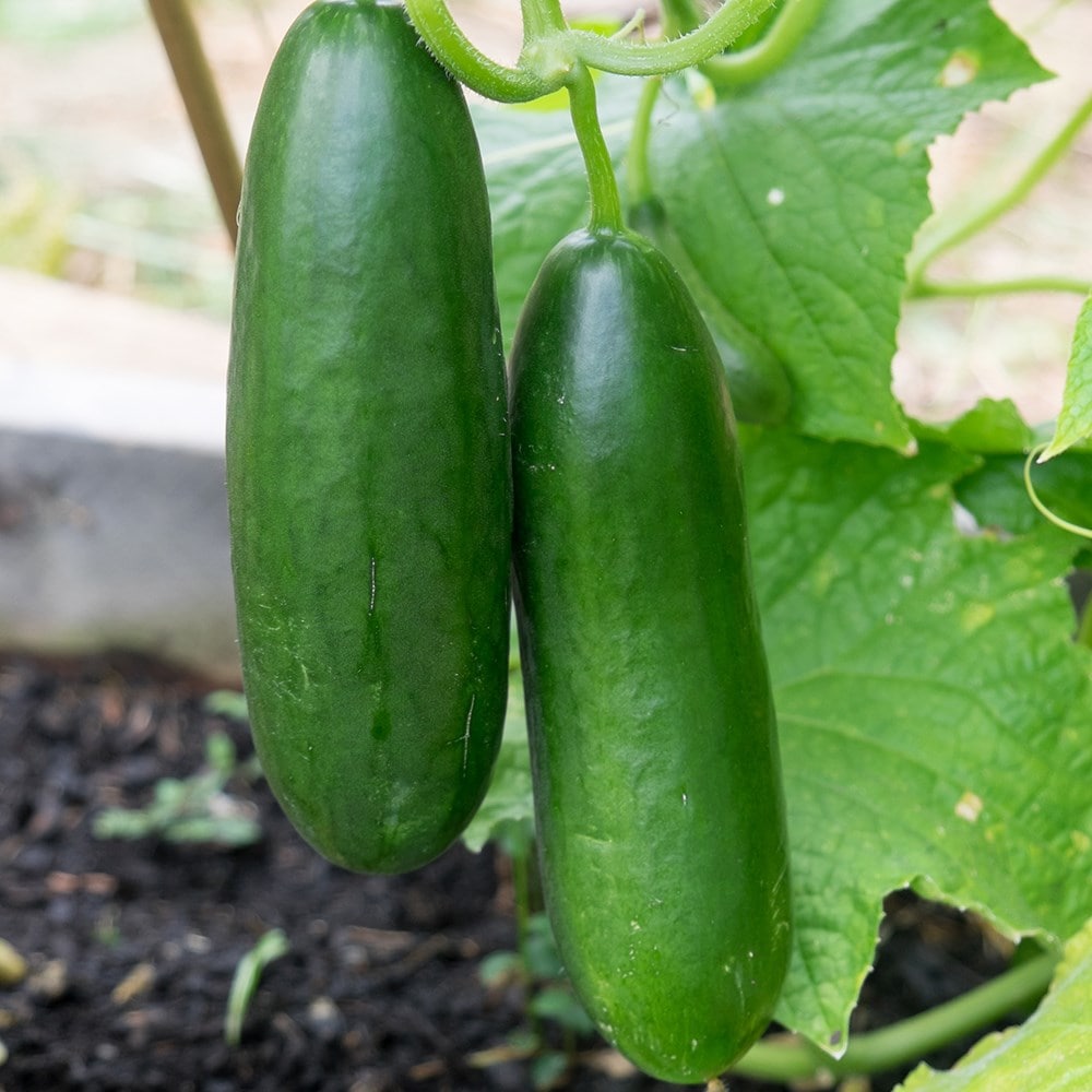 cucumber