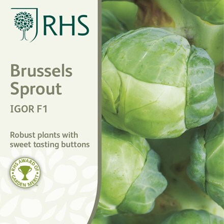 Picture of brussels sprout Igor F1
