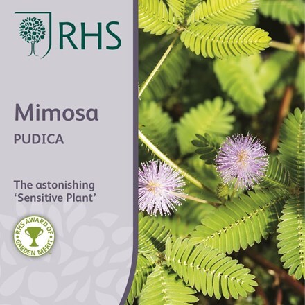 Picture of Mimosa pudica