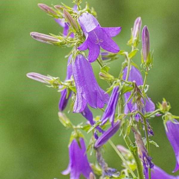Campanula trachelium