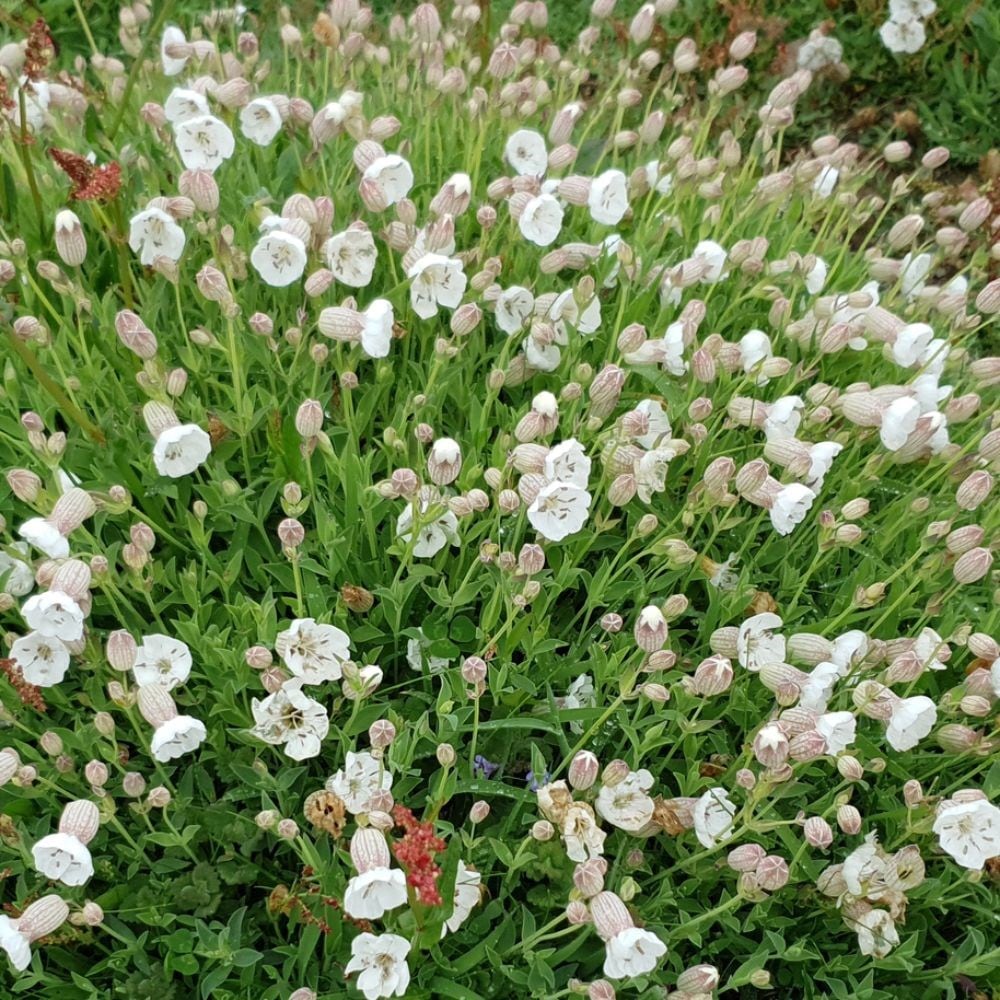 <i>Silene uniflora</i> 