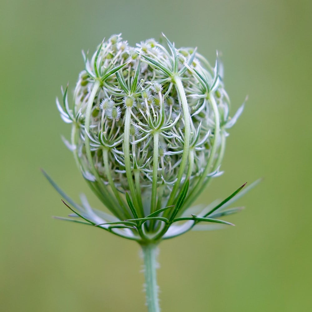 <i>Daucus carota</i> 