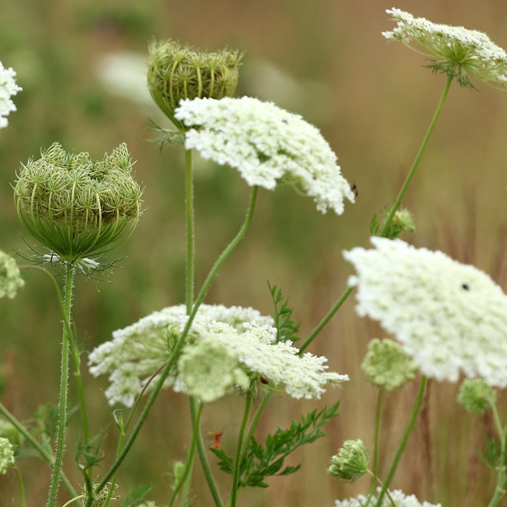 <i>Daucus carota</i> 