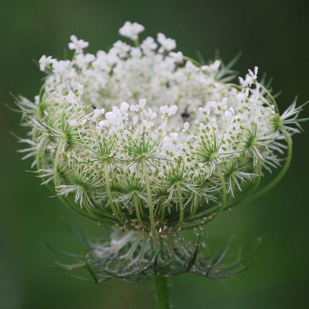 <i>Daucus carota</i> 