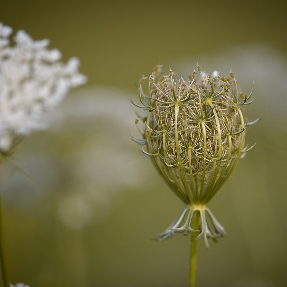 <i>Daucus carota</i> 