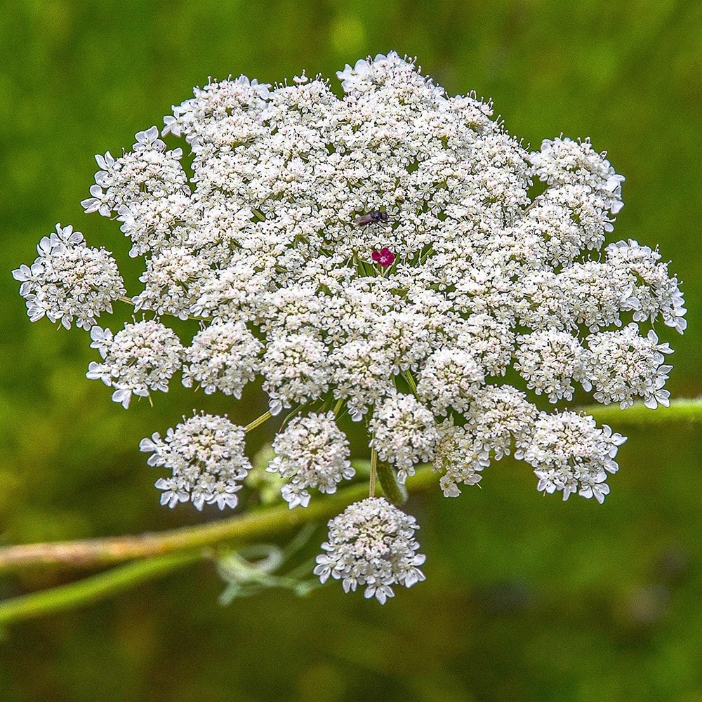 <i>Daucus carota</i> 