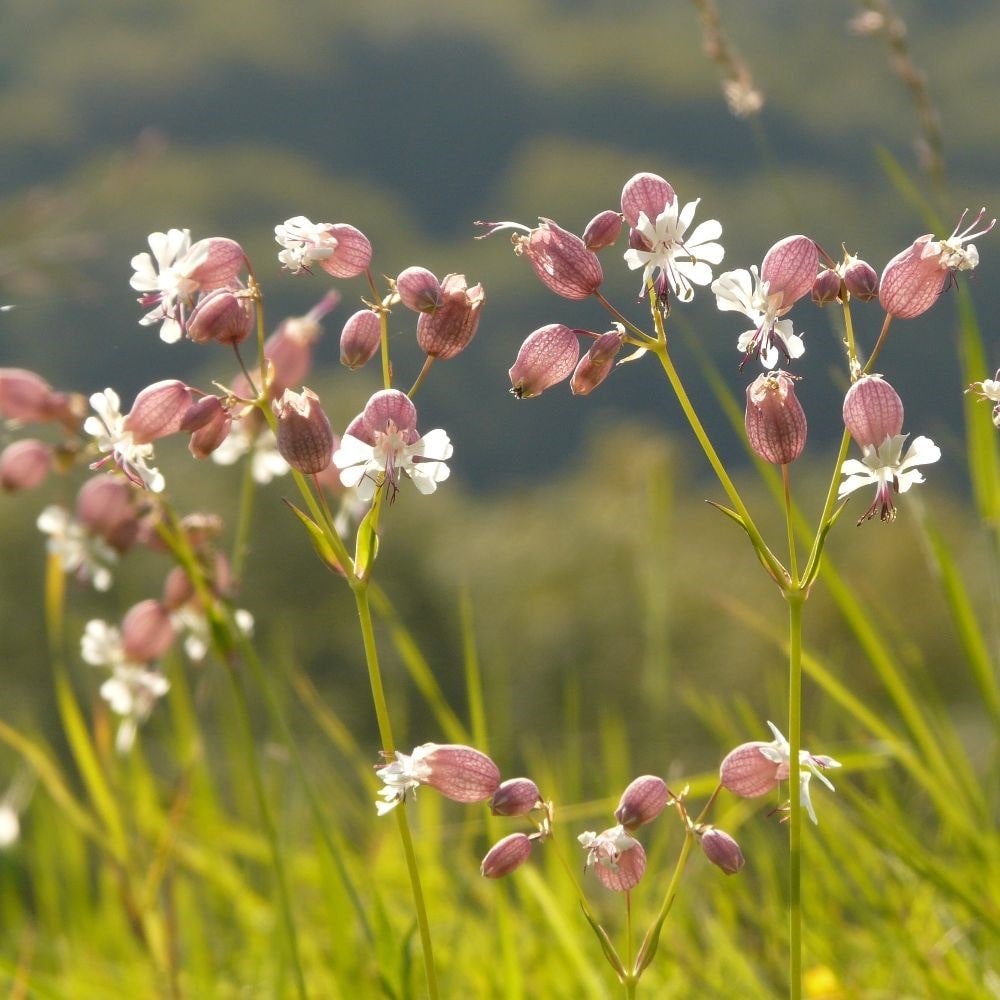 Product options image