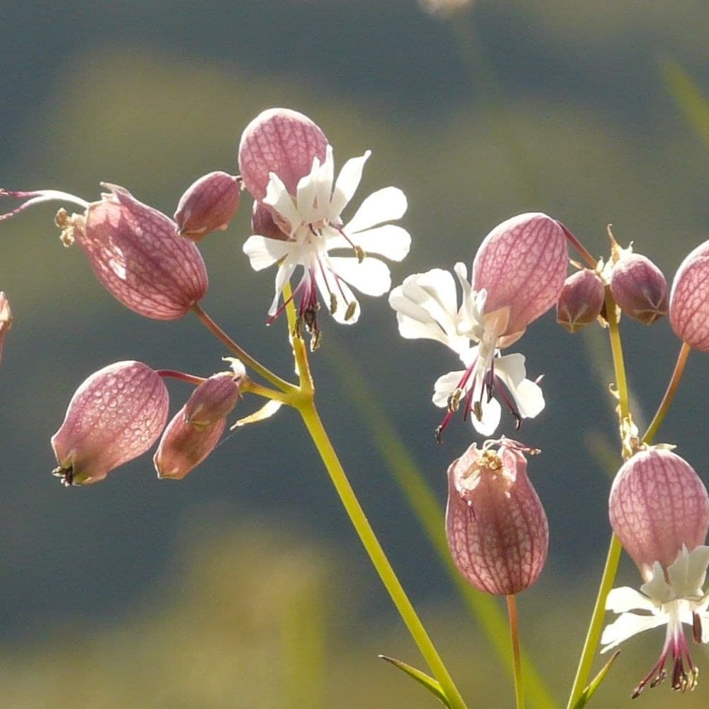 <i>Silene vulgaris</i> 