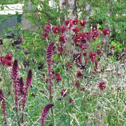 Aquilegia and Lysimachia plant combination