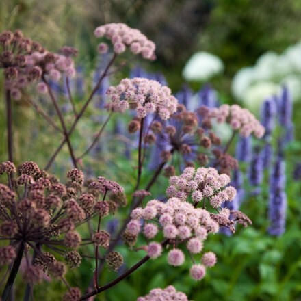Picture of Agastache and Angelica plant combination