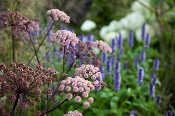 Agastache and Angelica plant combination