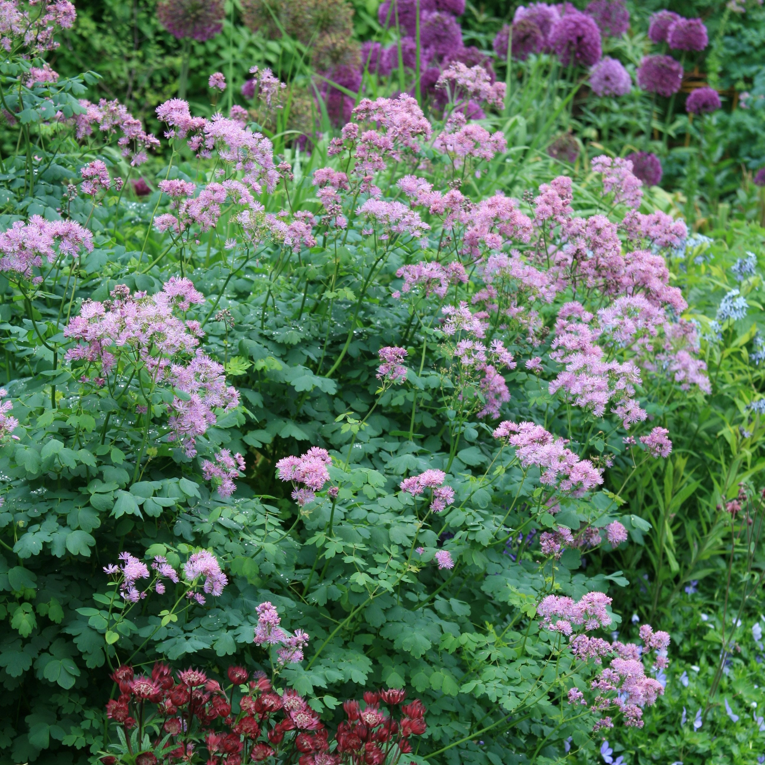 Thalictrum & Astrantia plant combination