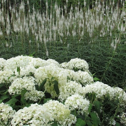 Veronicastrum and Hydrangea plant combination