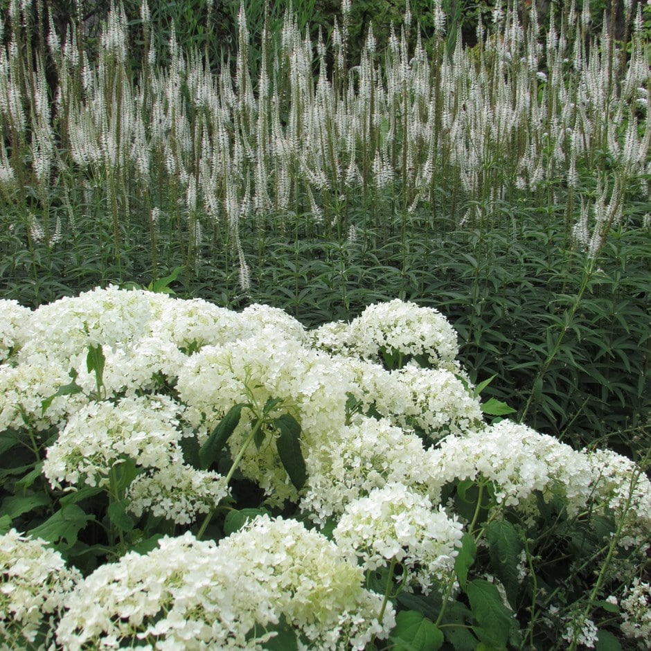 Veronicastrum & Hydrangea plant combination