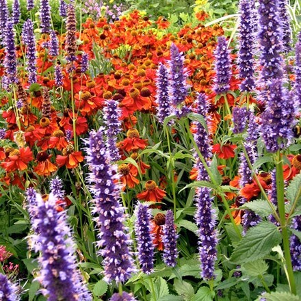 Picture of Agastache and Helenium plant combination