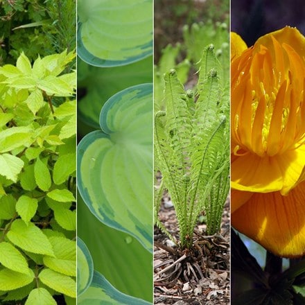 Green and gold for damp shade plant combination