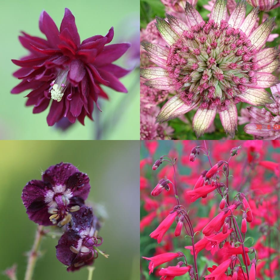 buy rich tones slug resistant plant combination rich tones buy rich tones slug resistant plant combination rich tones
