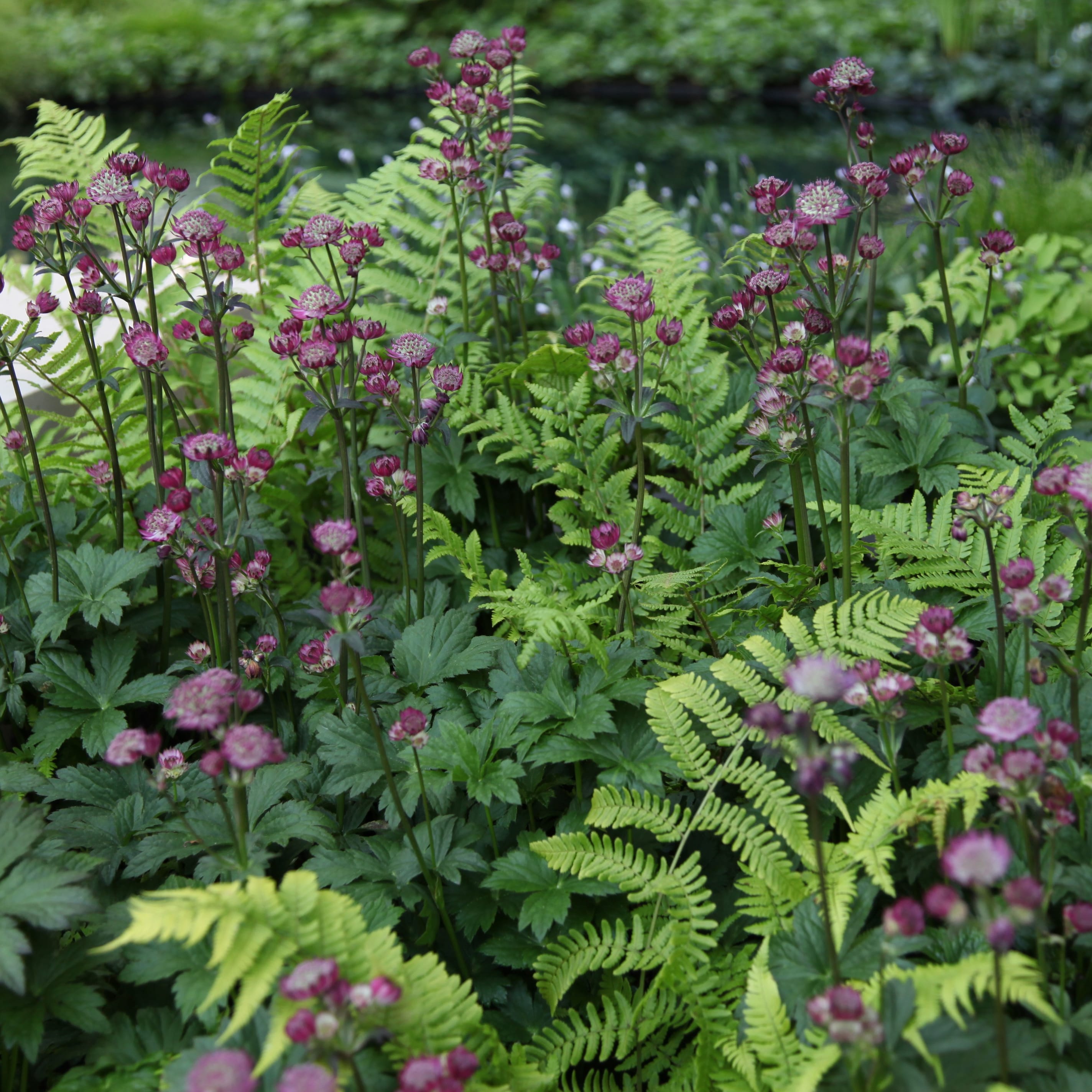 Image of Astrantia and ferns companion plants