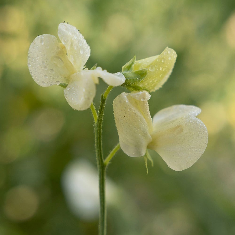 Product options image