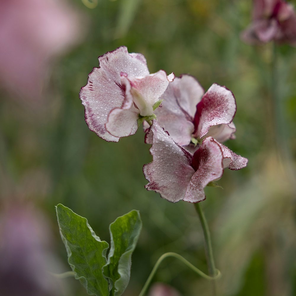 spencer sweet pea seed Lisa Marie