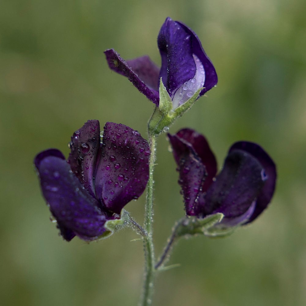modern grandiflora sweet pea seed Almost Black