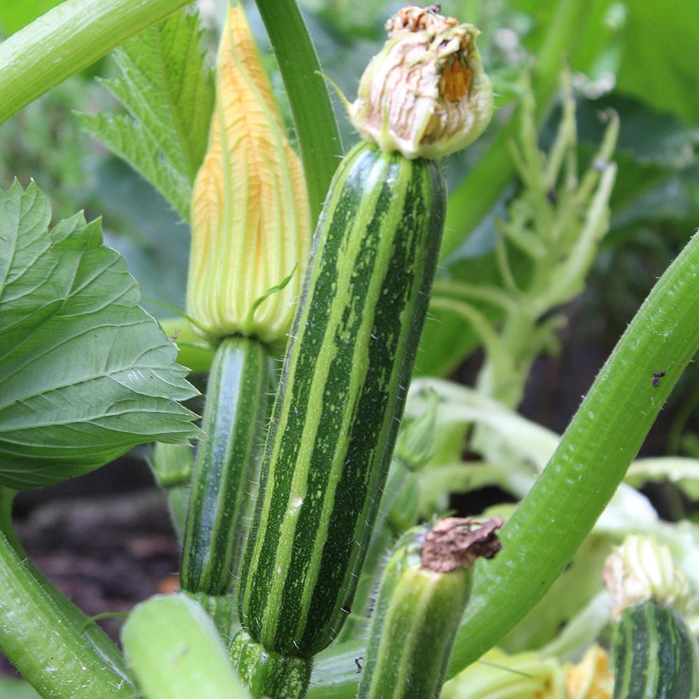 courgette / zucchini or Cucurbita pepo 'Striato d'Italia'