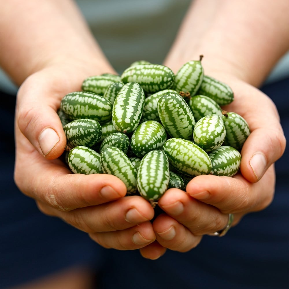 Product options image