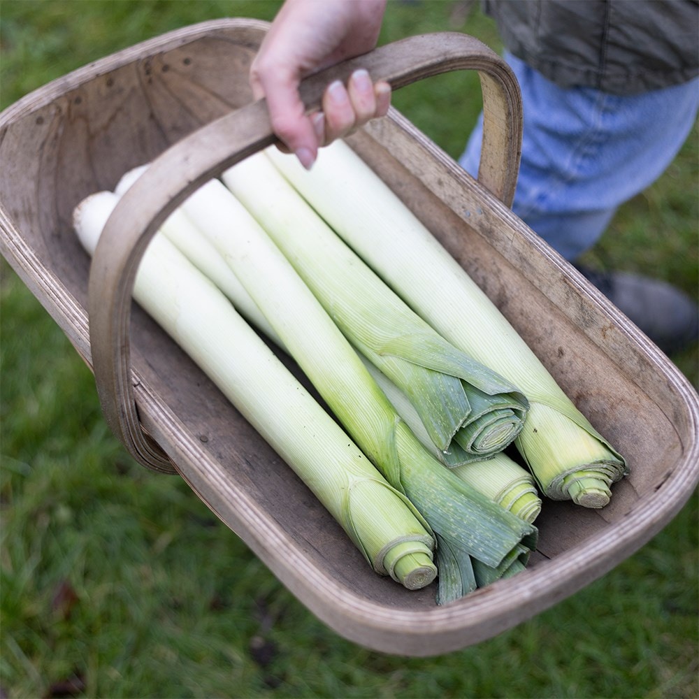 leek 'Musselburgh'