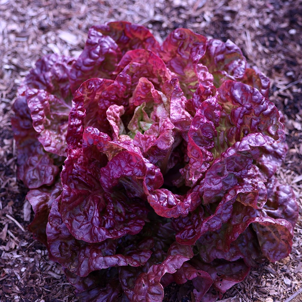 lettuce 'Marvel of Four Seasons'