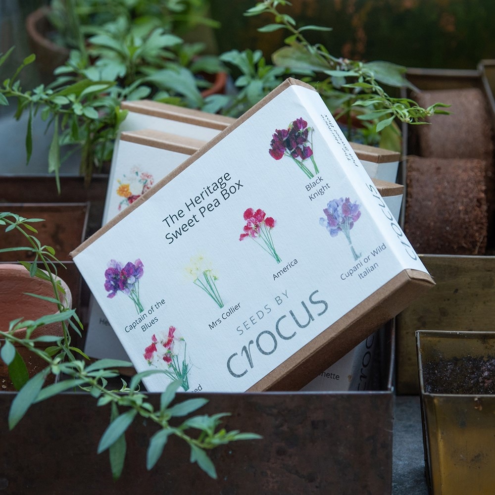Heritage sweet pea seed gift box