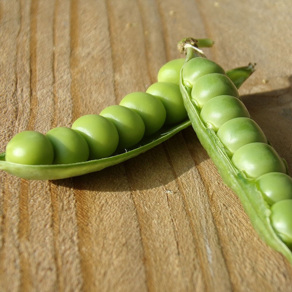 pea (maincrop) 'Alderman'