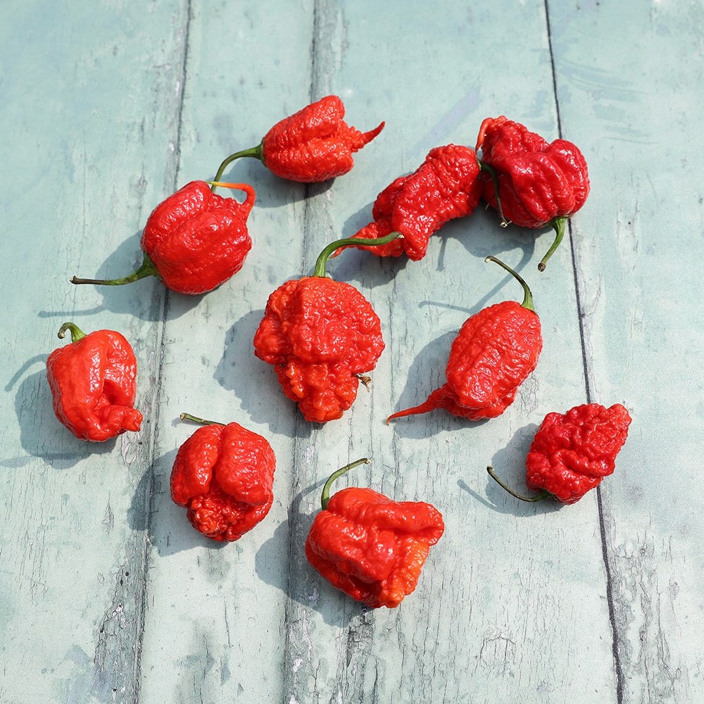 chilli 'Carolina Reaper'