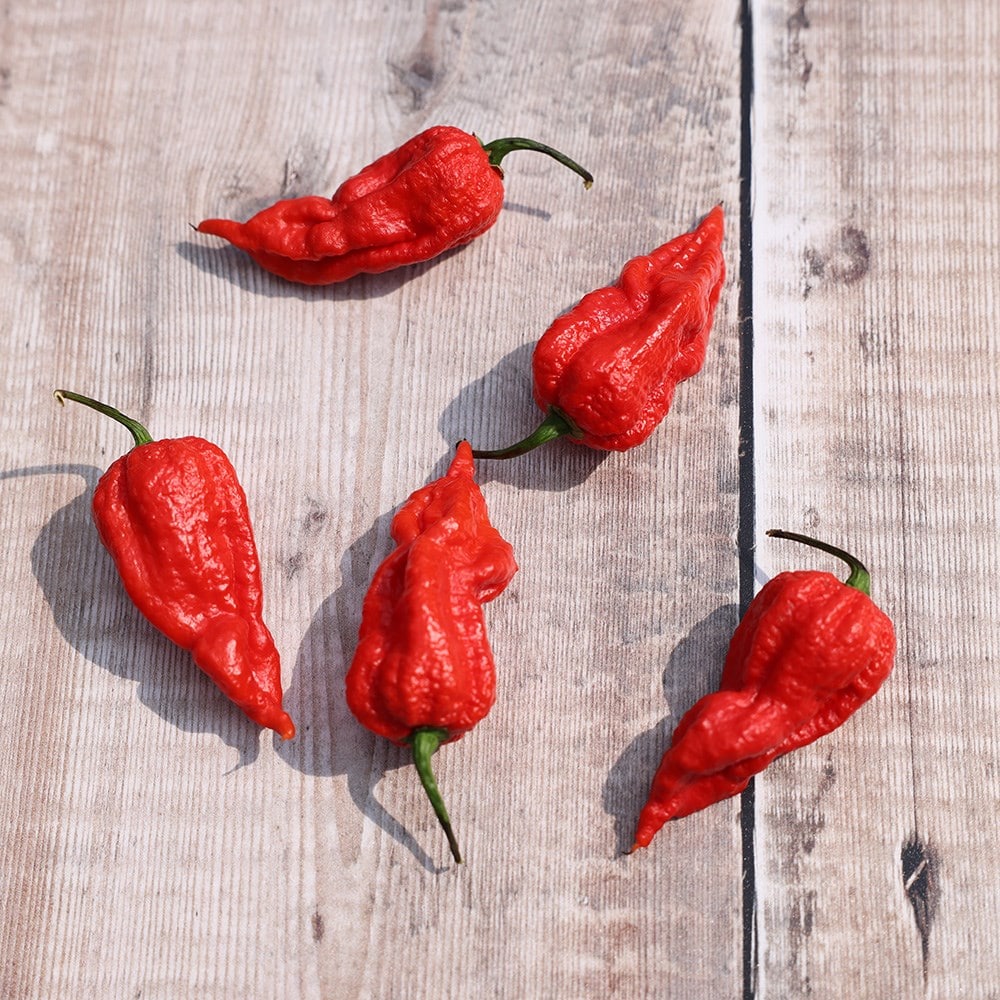 Capsicum chinense. 'Trinidad Scorpion'