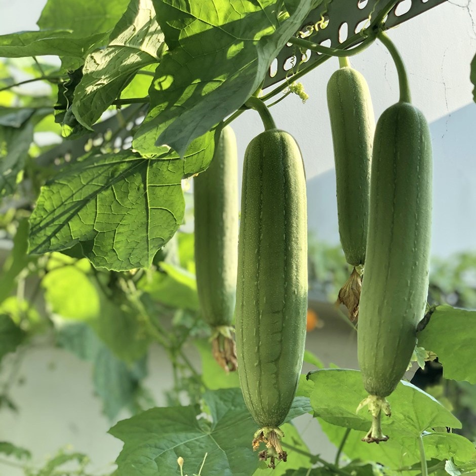 loofah gourd - grow your own sponges