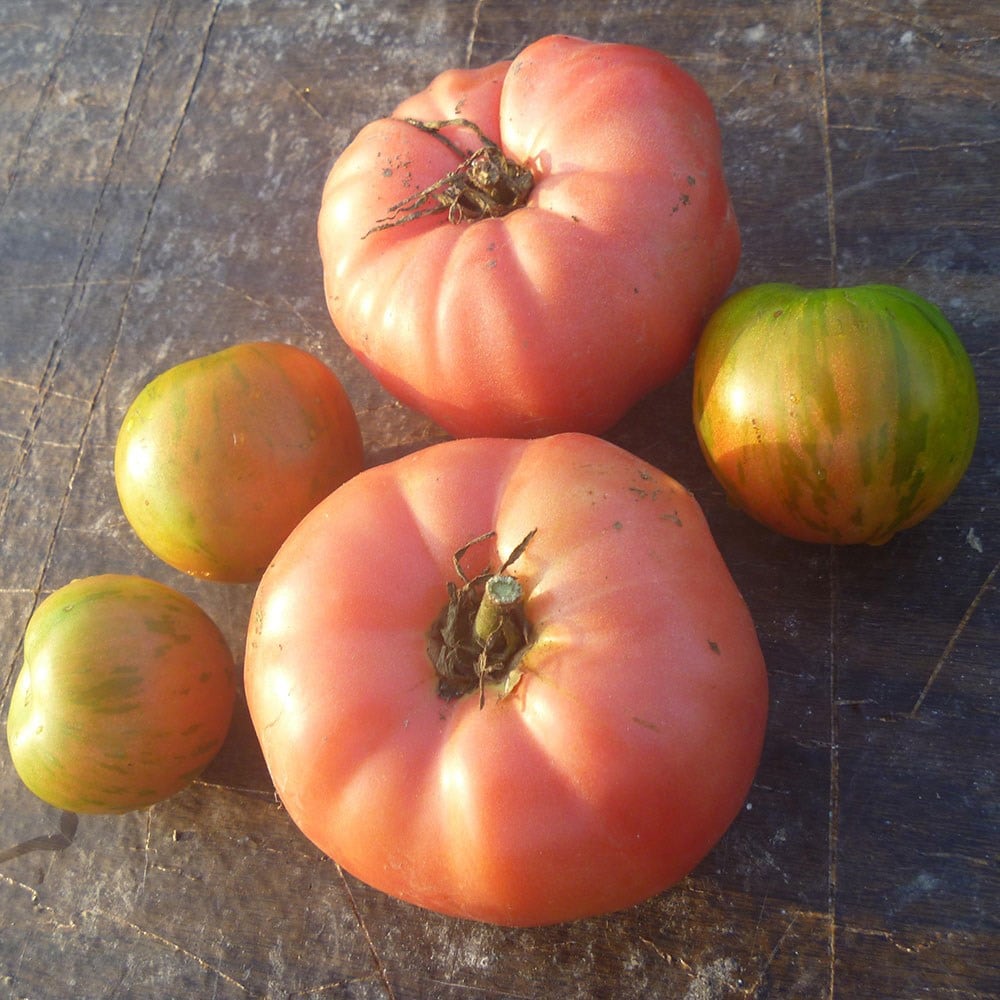 tomato (beefsteak) 'Brandywine'