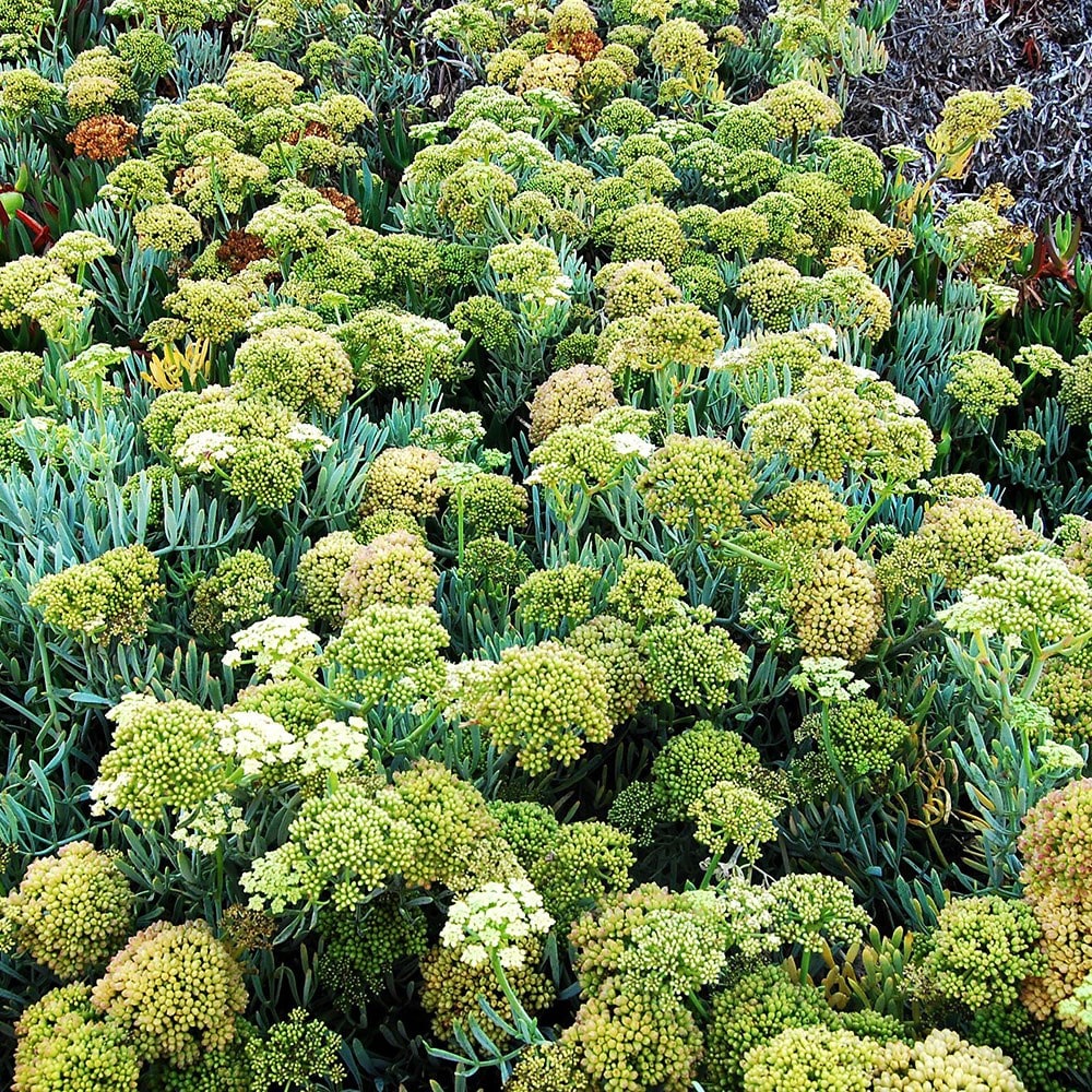 Product options image