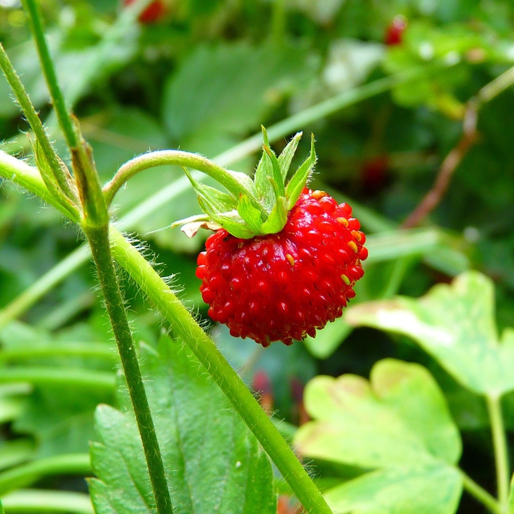 musk strawberry