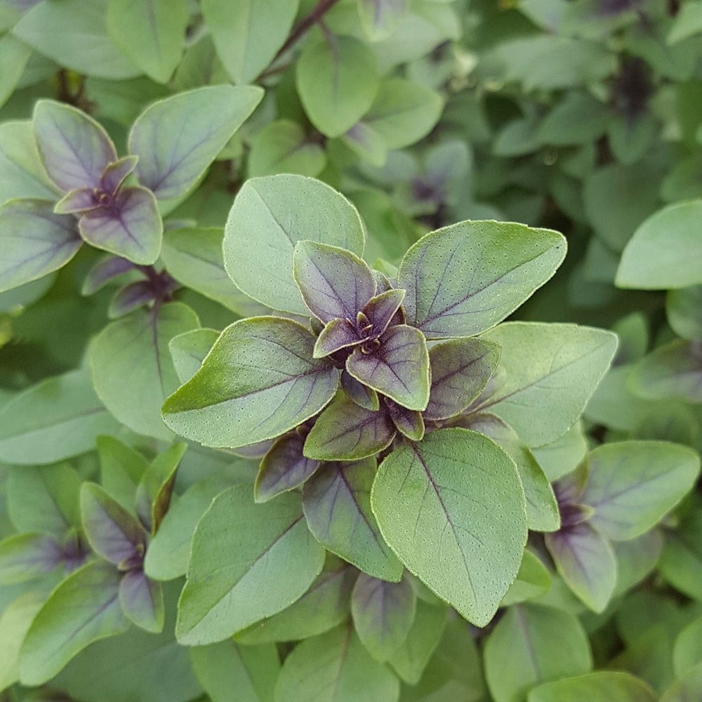 Buy Ocimum tenuiflorum Indian basil holy basil Ocimum tenuiflorum