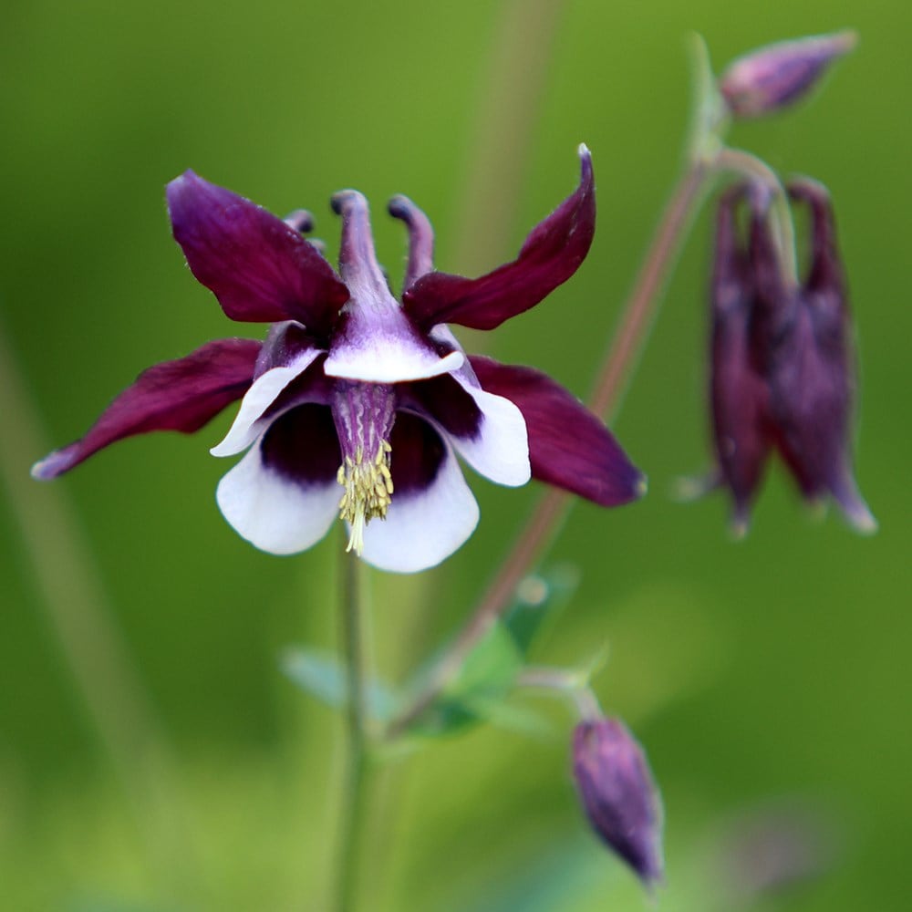 <i>Aquilegia vulgaris</i> 'William Guiness'