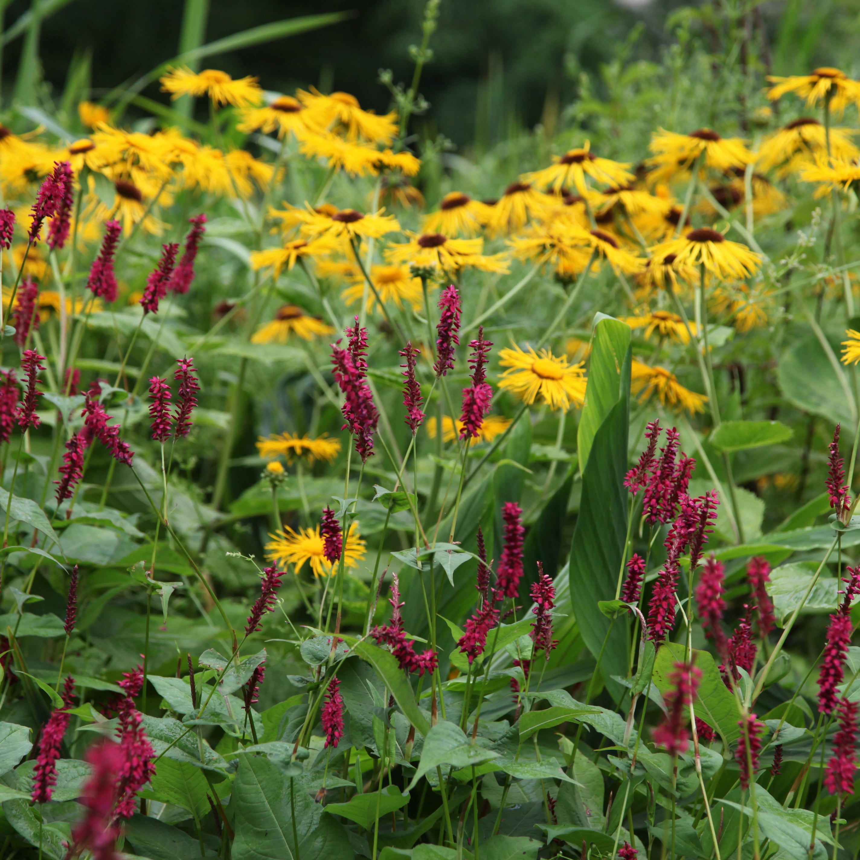 Inula & Bistorta plant combination